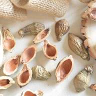 Скорлупа кардамона (Cardamomum) 10 шт.