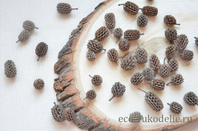 Шишечки Казуарины (Casuarina) 10 шт 