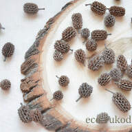 Шишечки Казуарины (Casuarina) 10 шт 