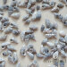 Ракушки "Бело-серые" (Nassa Trivitata) 30 шт